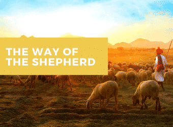 shepherd-300